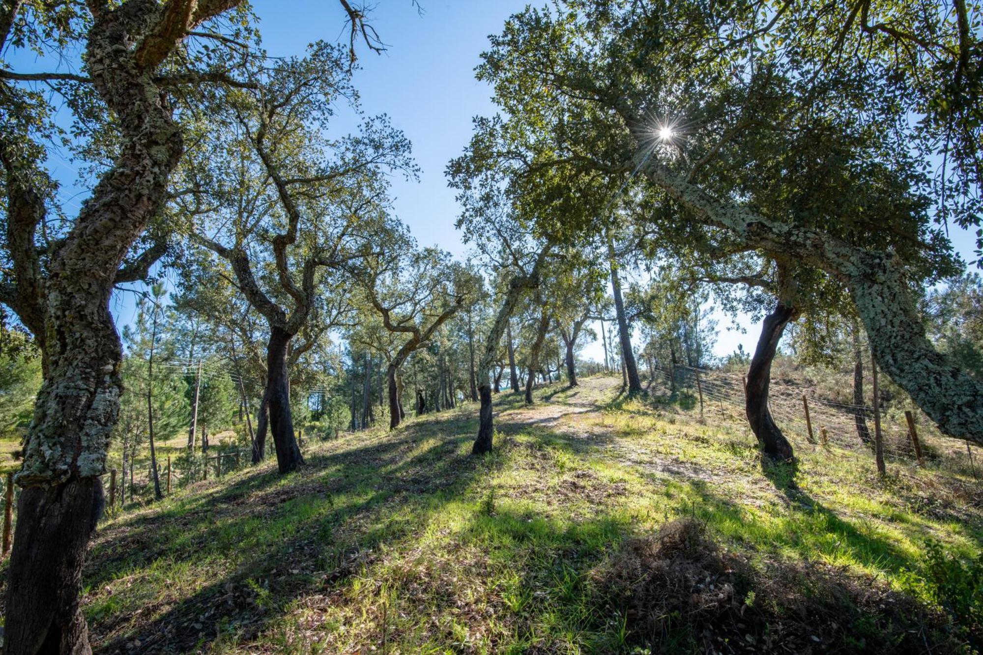 Monte Argil Διαμέρισμα Montargil Εξωτερικό φωτογραφία